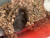 Tatlı minik hamsterlar