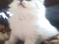 ORİJİNAL CHİNCHİLLA YAVRULARIMIZ