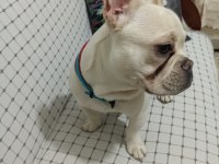 French bulldog 8 aylık erkek aşıları tam eve uyumlu