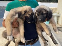 Üst düzey kaliteli karabaş yavruları 2dişi