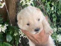 Ayıcık chow chow köpekler
