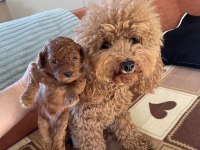 Aşılı Red Brown Toy Poodle