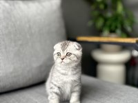 SCOTTISH FOLD YAVRULARIMIZ 