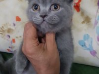 Safkan minnoş oğlumuz scottish fold