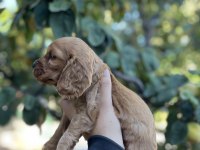 Çok güzel cocker köpekler sütten yeni kesildi