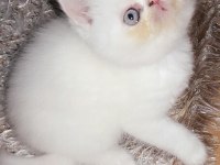 EXOTIC SHORTHAIR ERKEK 