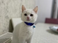 Cins ankara kedisi