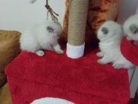Scottish Fold