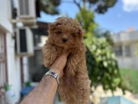 Orjinal Maltipoo Yavruları