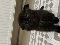1 buçuk aylık scottish fold kedimizin yavrusu