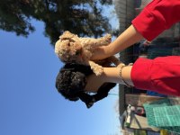 Siyah toy poodle bebekler ruhsatlı çiftlik 