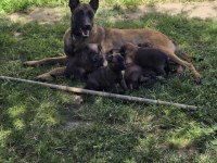 Belçika Malinois Üst Kalite Erkek Dişi Yavrularımız