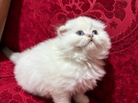 Safkan ırk sağlık garantili british longhair