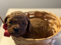 POODLE SAĞLIKLI YAVRULARIM
