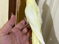 41 GÜNLÜK KUSURSUZ LUTİNO SULTAN BEBEK