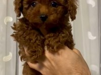 Poodle kalitesinde maltipoo