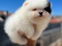 Minik Pomeranian Dostumuz