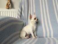 6 Aylık Micro-Teacup Şivava Mükemmel Dişiler