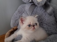 exotic shorthair dişi ve erkek yavrular