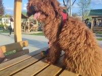 2.5 yaşında dişi poodle
