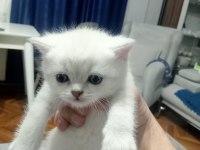 British blue point yavrular