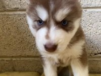 HUSKY YAVRULAR DİŞİ ERKEK