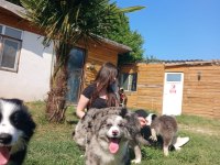 Border Collie yavrularımız