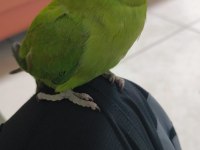 Pakistan papağanlarımız