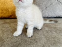 Saf kan ayı surat scottish fold kızım