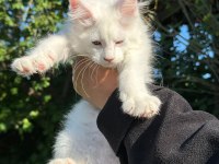saf kan xl beyaz aslan maine coon yavruları