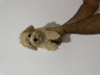 2 aylık yakışıklı maltipoo oğlumuz