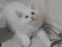 British Longhair Kedisi