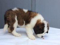 A kalite Saind Bernard bebekleri
