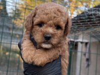 Poodle yavrumuz yeni yuvasını arıyor
