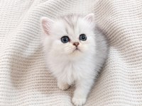 British longhair sağlıklı yavru