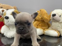 ÜST DÜZEY KALİTEDE FLUFFY TAŞIYICI BEBEKLER
