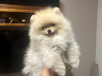 Pomeranian dişi 2,5 aylık