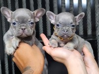 Lilac Tan French Bulldog Dişi Yavru Micro Boy Exotic