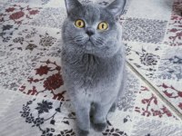 British Shorthair Erkek Oğlumuza Dişi Arıyoruz