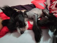 Tüysüz çin köpeği chinese crested erkek