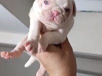 Egzotik pink taşıyıcı pug yavrular garantilidir