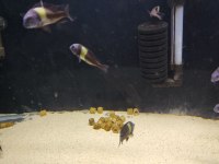 13 erkek Maswa tropheus