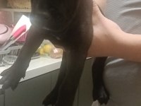 2 aylık acil cane corso