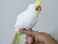 3 aylık sultan papağanı sağlıklı lutino tür
