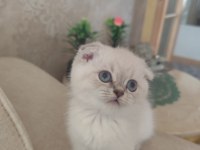 Safkan Kalite Scottish Fold İsteyen Buyursun