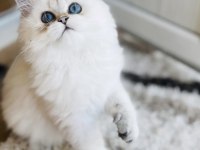Dişi ve erkek kedimiz