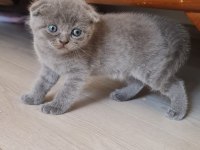 British ve scottish kedi