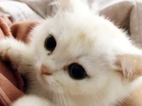 Scottish fold yavru görüşülür