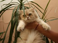 Şecereli british longhair kızımız yeni yuvasını bekliyor