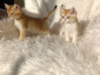British shorthair golden yavrular